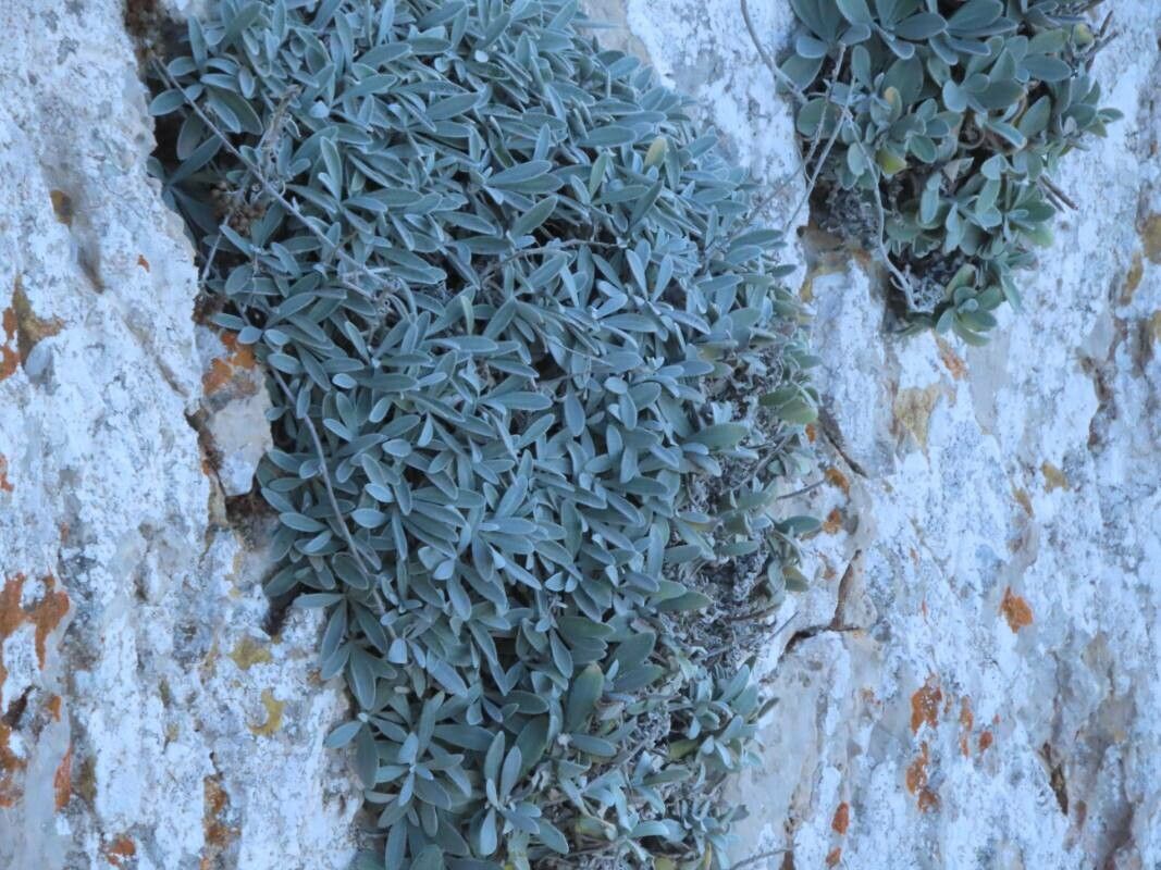 Helichrysum crassifolium other