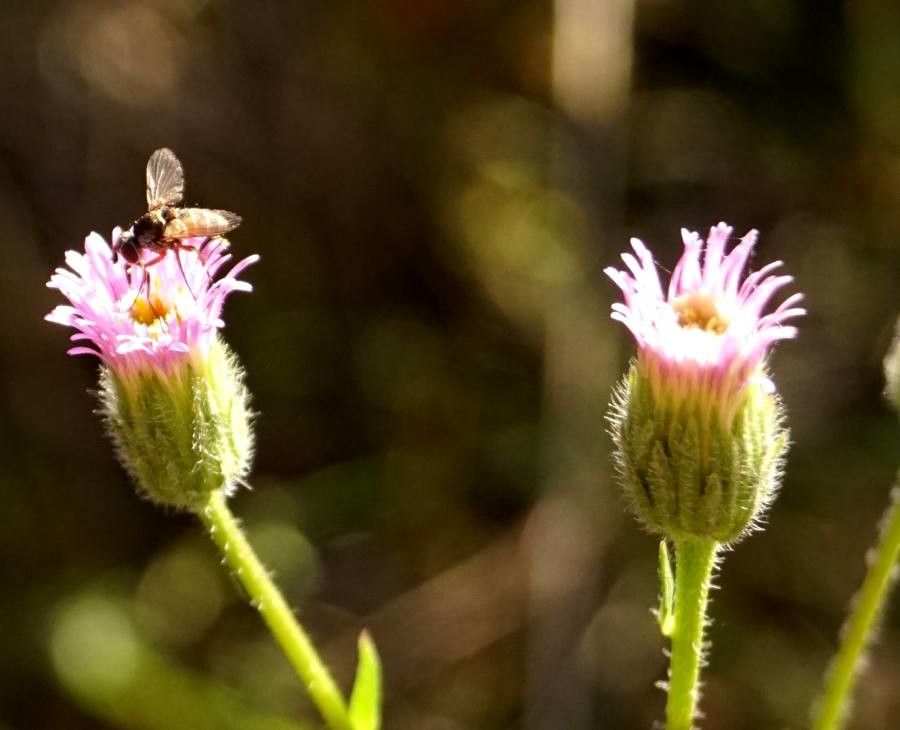 Erigeron acris flower