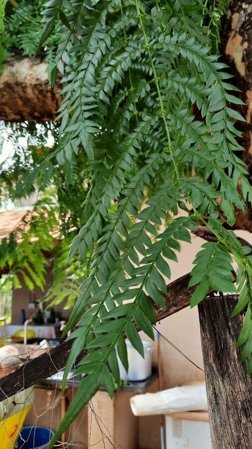 Jacaranda cuspidifolia — search result for 'Jacaranda'