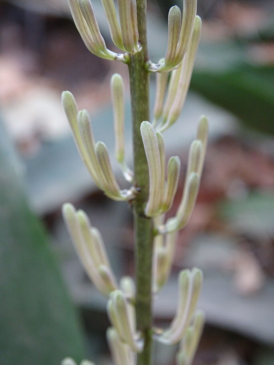 Sansevieria senegambica flower