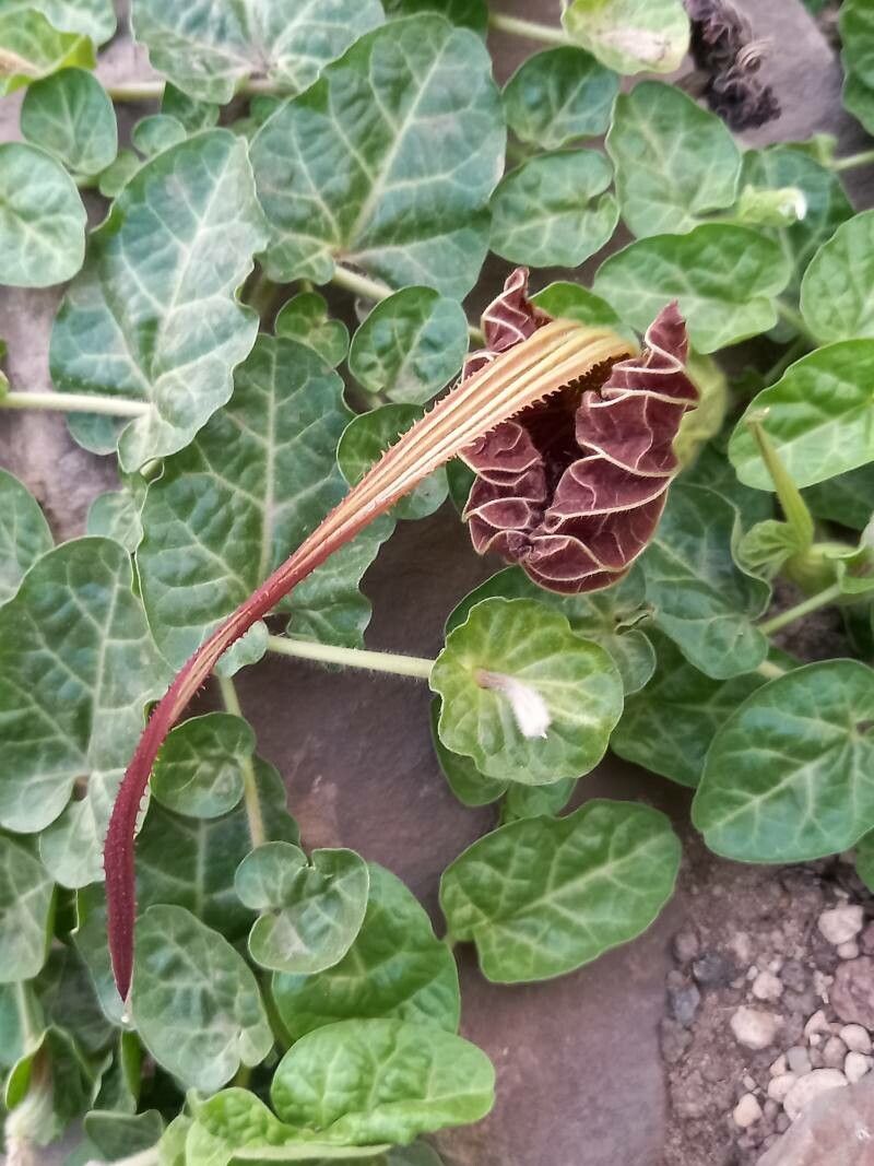 Aristolochia lindneri — search result for 'Aristolochia'