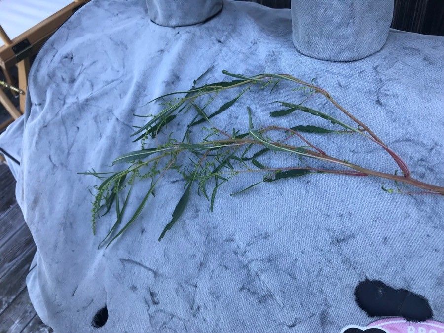 Amaranthus cannabinus