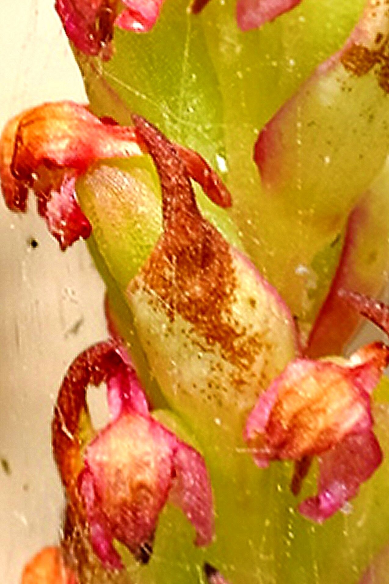 Disa bracteata — houseplant care guide