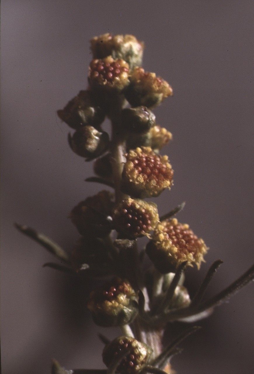 Artemisia borealis flower