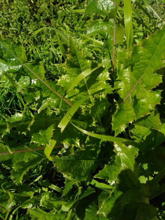 Wallichia caryotoides — houseplant care guide