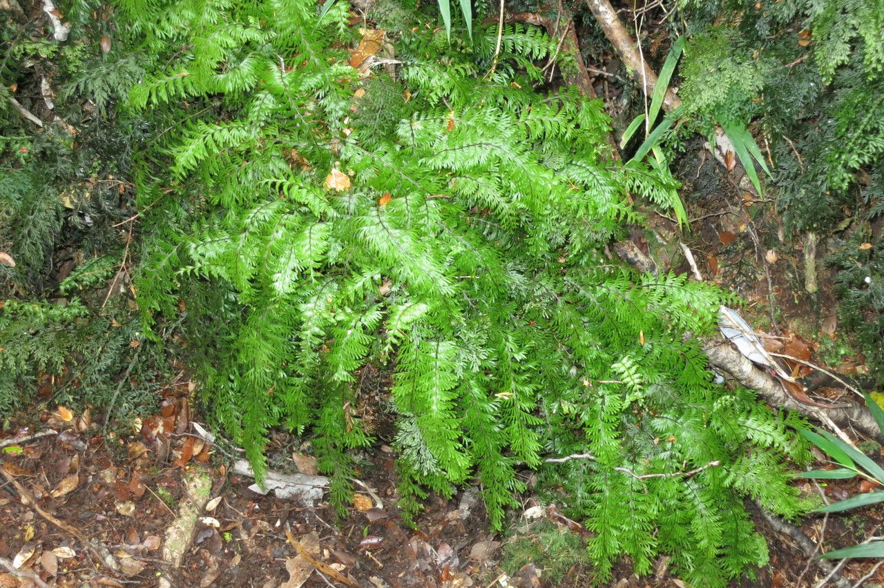 Hymenophyllum pectinatum habit