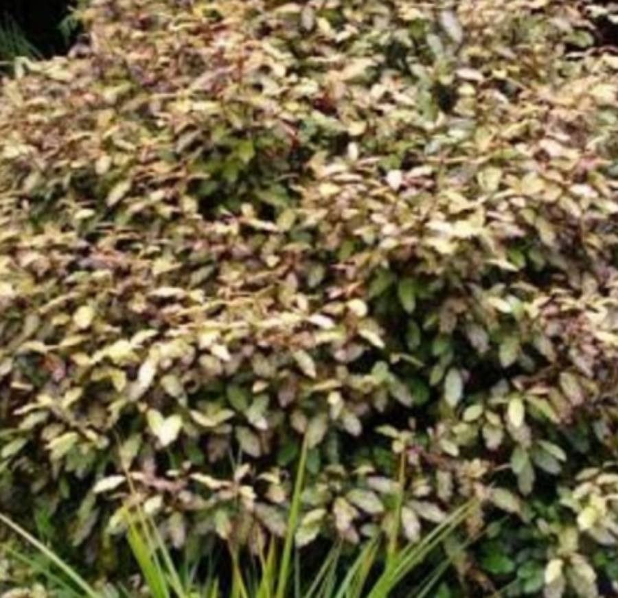 Pseudowintera colorata — houseplant care guide