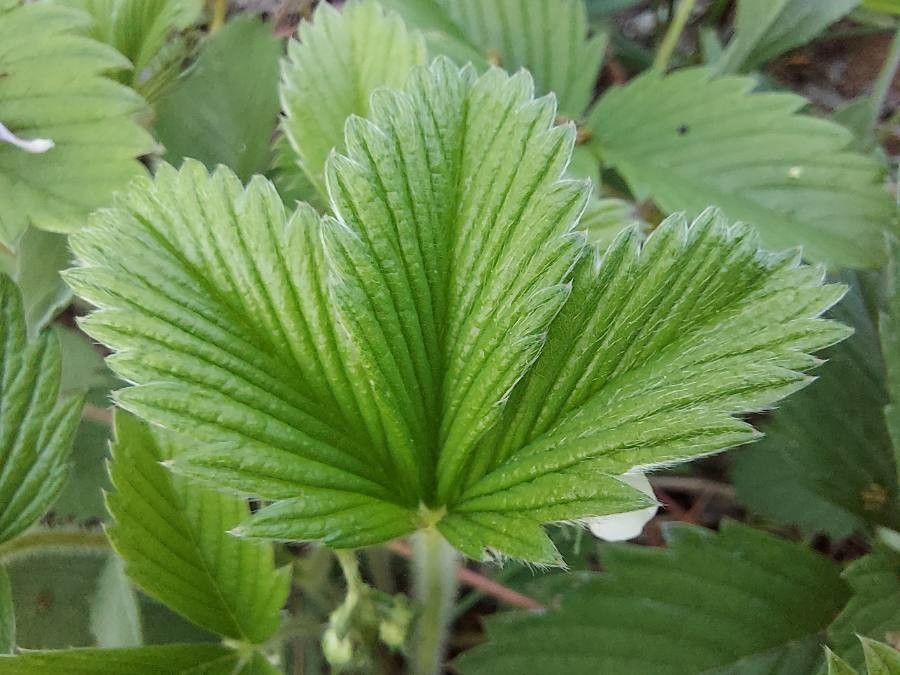 Fragaria viridis — houseplant care guide