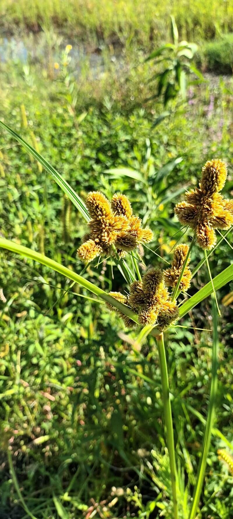 Cyperus glomeratus flower