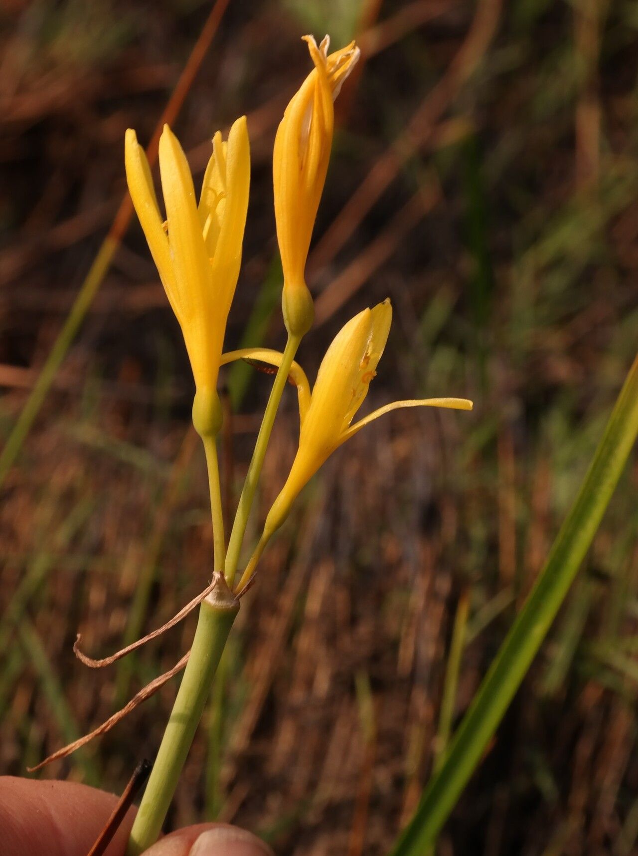 Cyrtanthus breviflorus — related species from the same genus