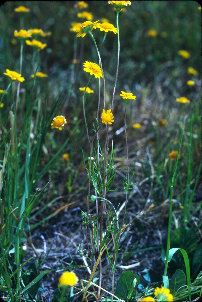 Lasthenia burkei habit