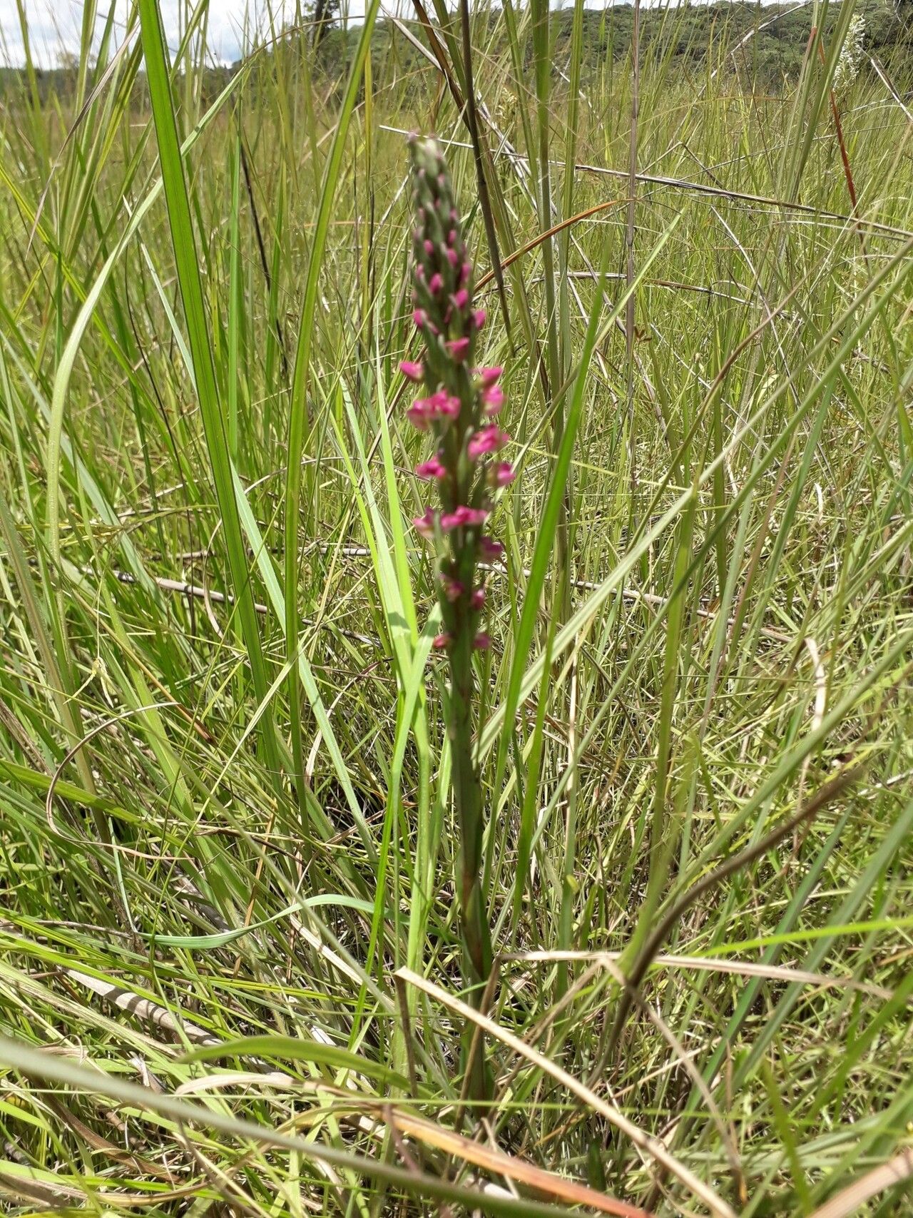 Disa aequiloba — related species from the same genus