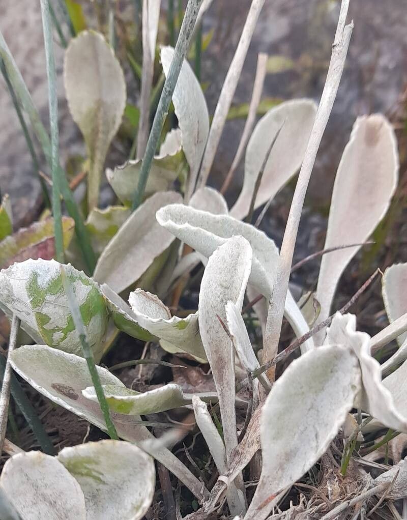 Senecio gilliesianus — houseplant care guide