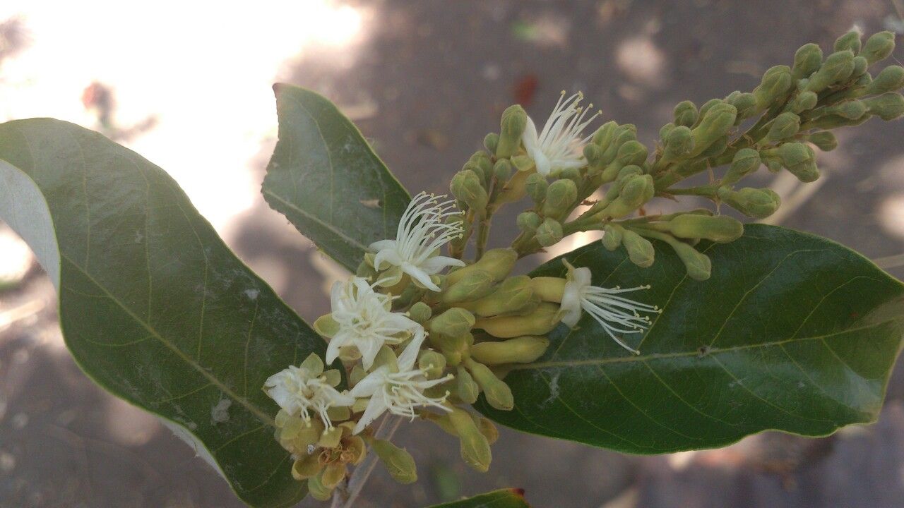 Couepia hallwachsiae flower