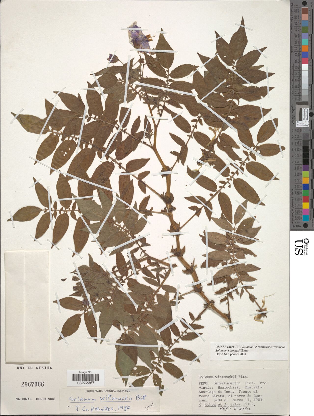 Solanum wittmackii — houseplant care guide