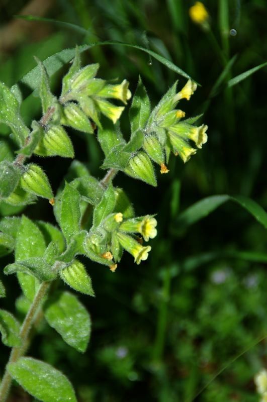 Symphytum floribundum — search result for 'Symphytum'