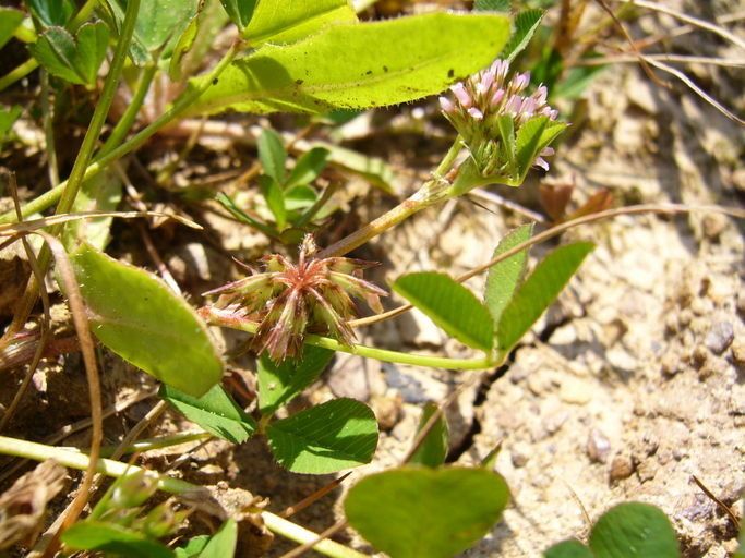 Trifolium cernuum habit
