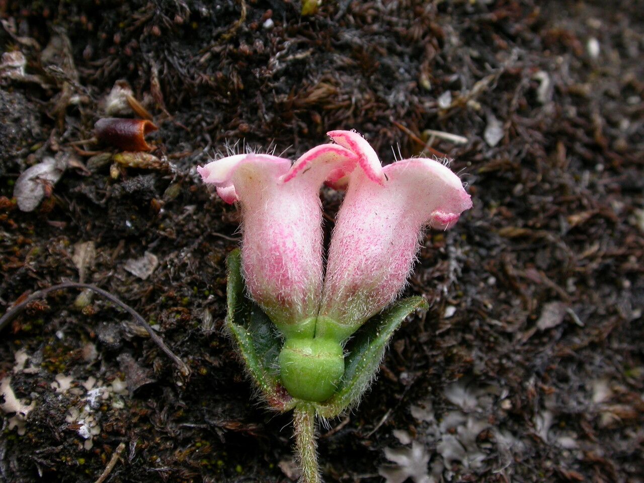 Lonicera tomentella — search result for 'Lonicera'