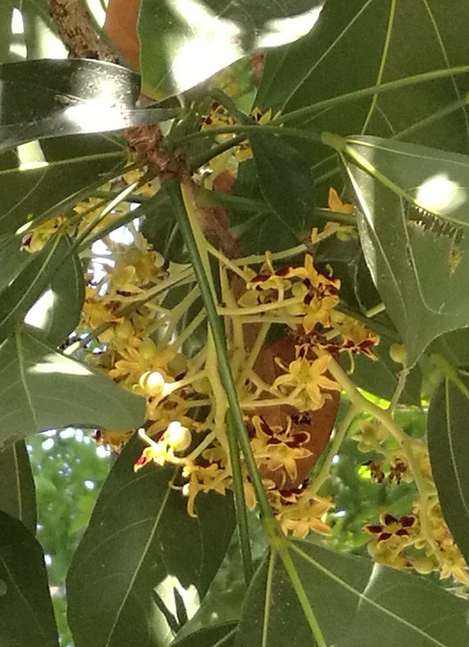 Clerodendrum cyrtophyllum flower