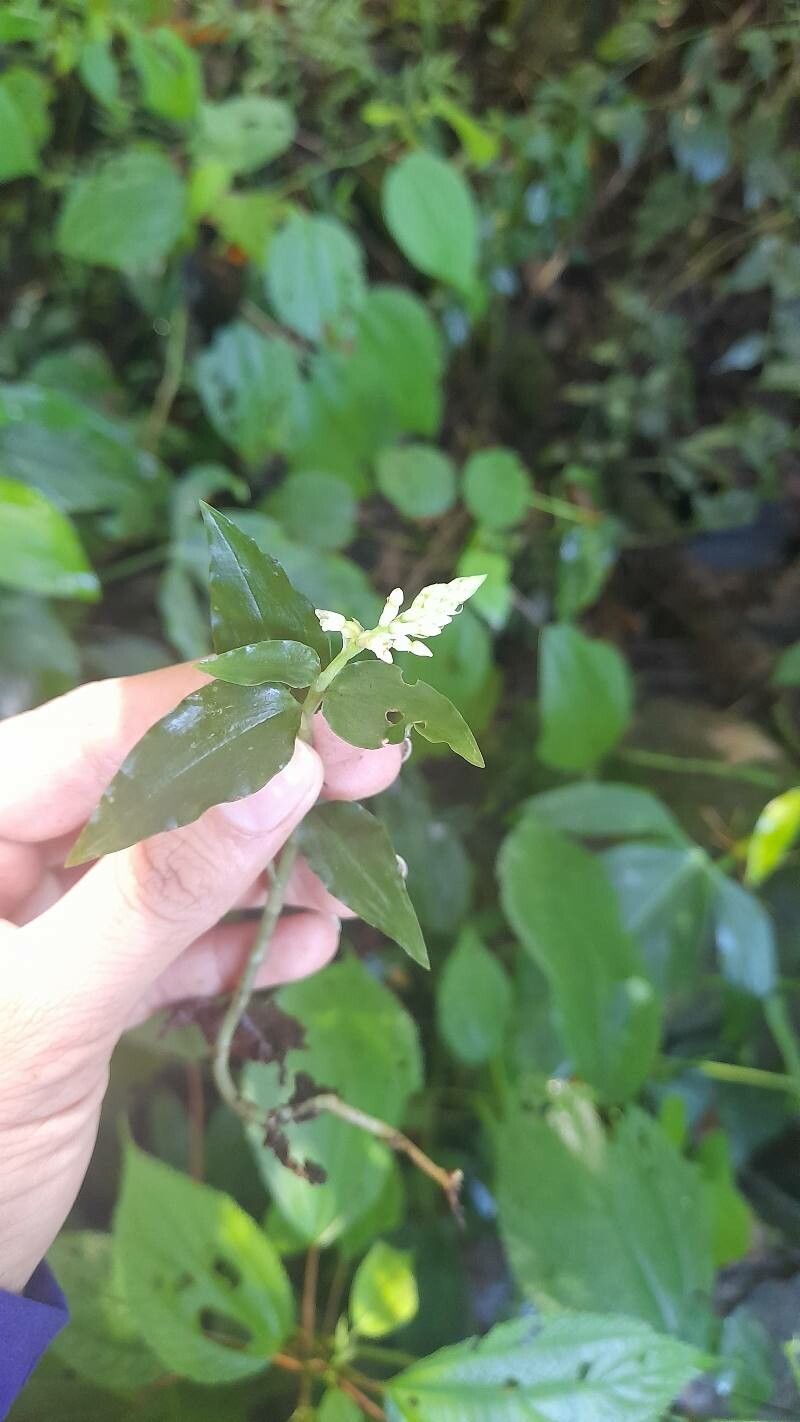 Aspidogyne querceticola leaf