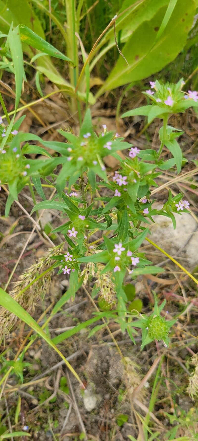 Collomia linearis — search result for 'Polemoniaceae'