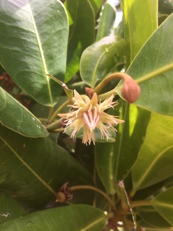 Mimusops coriacea flower