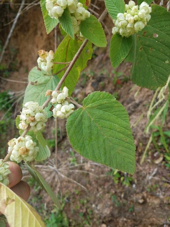 Melochia lupulina — houseplant care guide