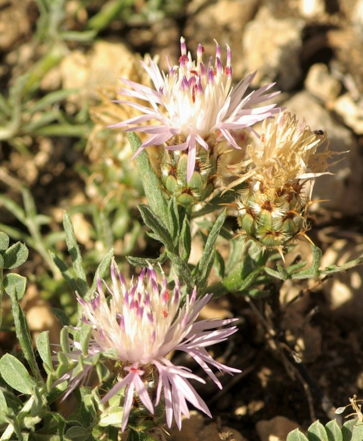 Centaurea pinae — houseplant care guide