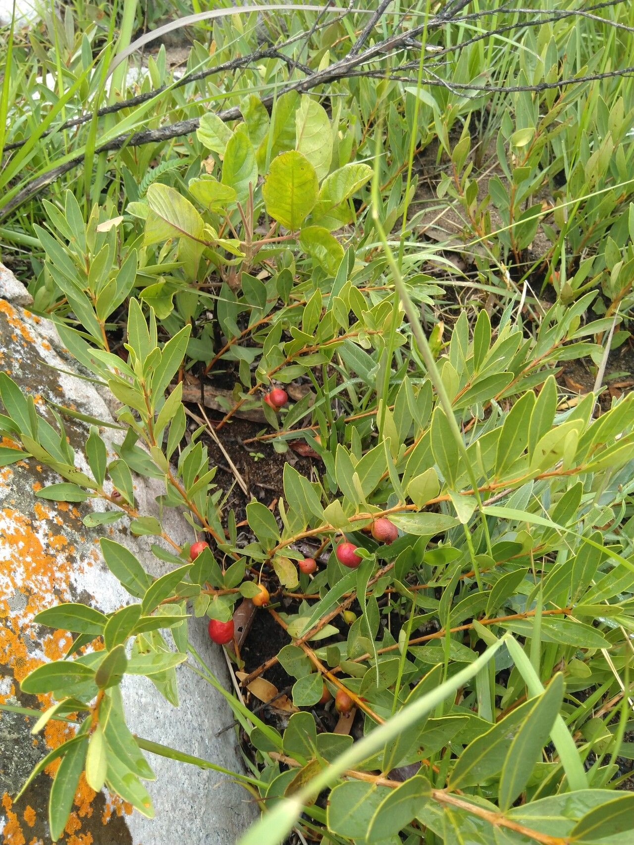 Eugenia malangensis — houseplant care guide