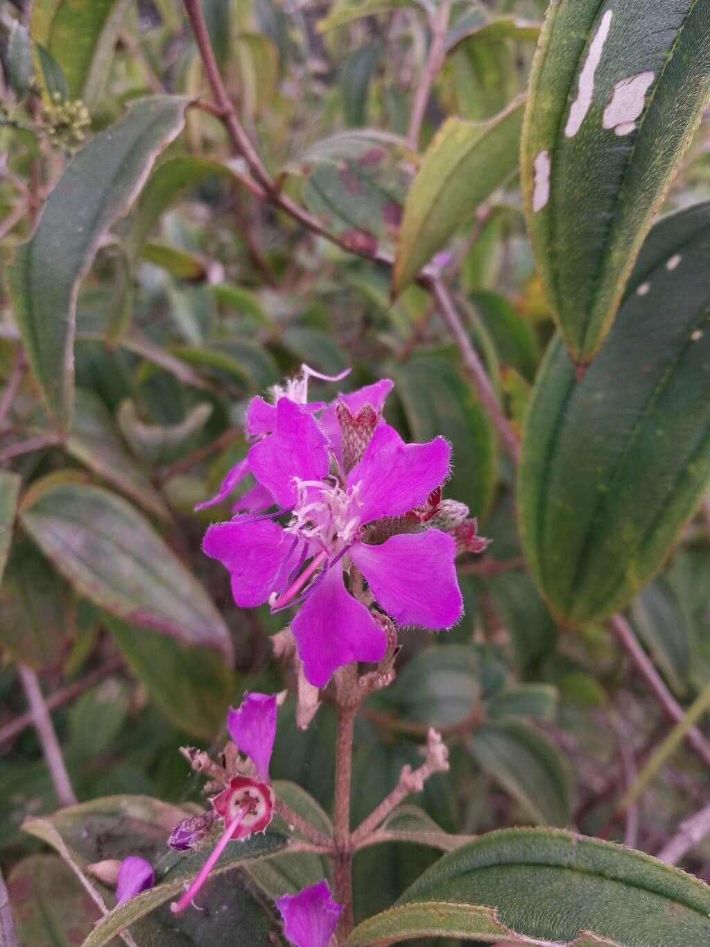 Tibouchina bipenicillata flower