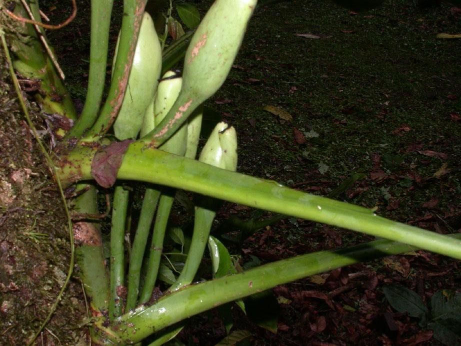 Syngonium macrophyllum bark