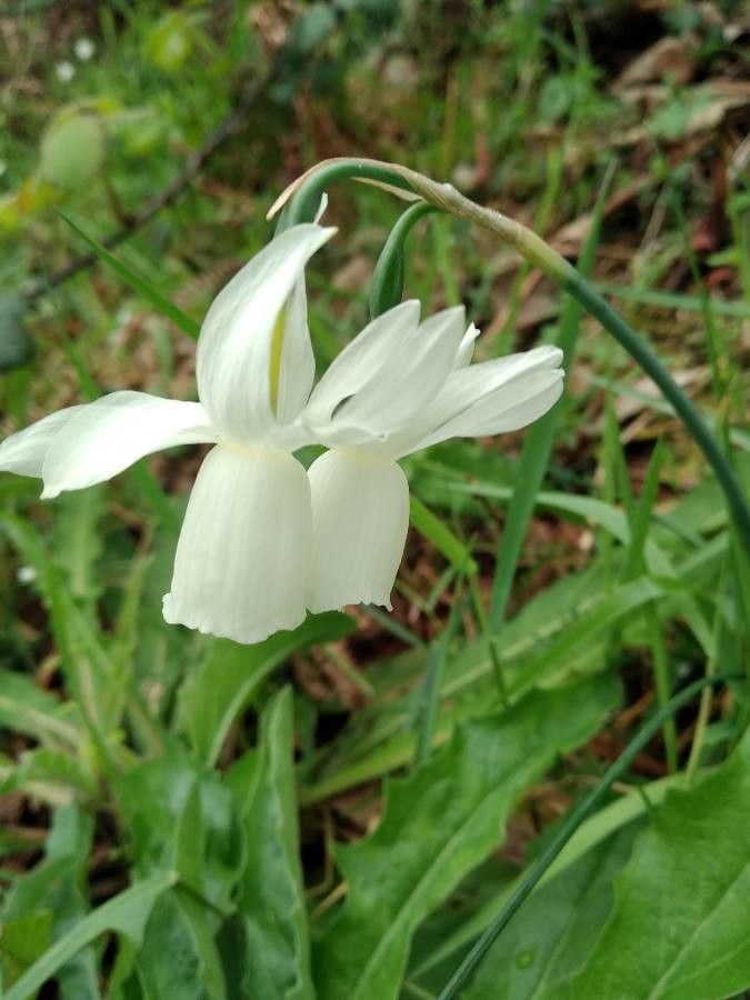 Narcissus triandrus leaf