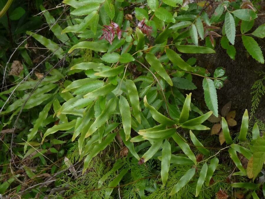 Lygodium lanceolatum — houseplant care guide