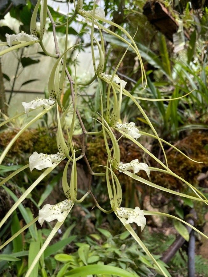 Brassia verrucosa habit