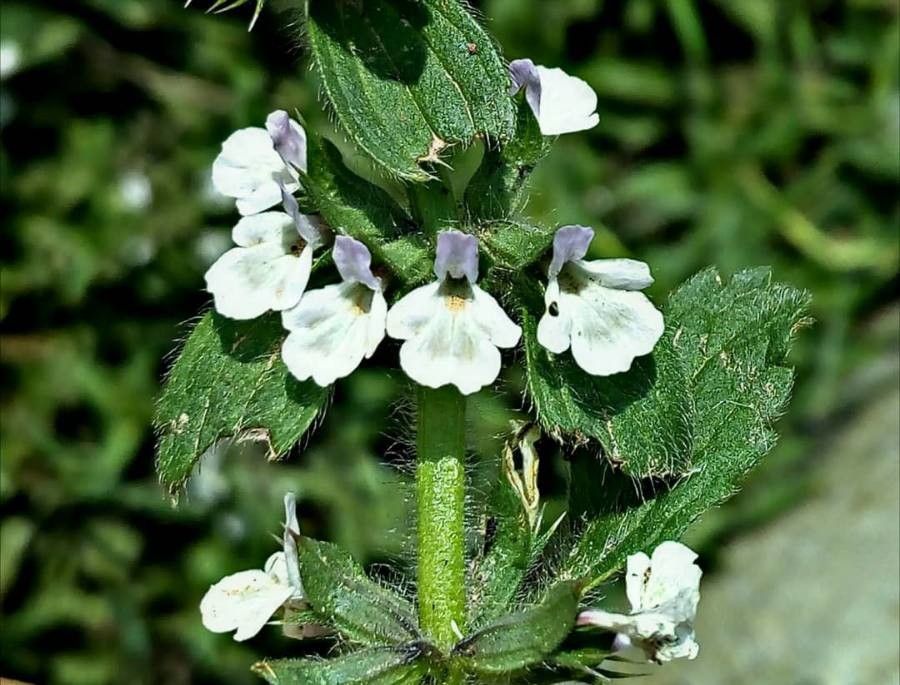 Sideritis romana flower