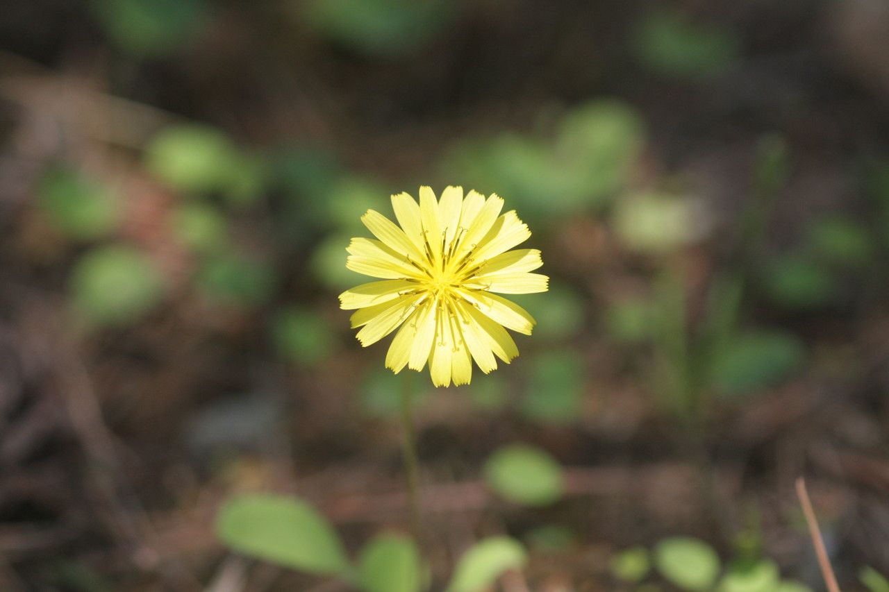 Ixeris stolonifera flower