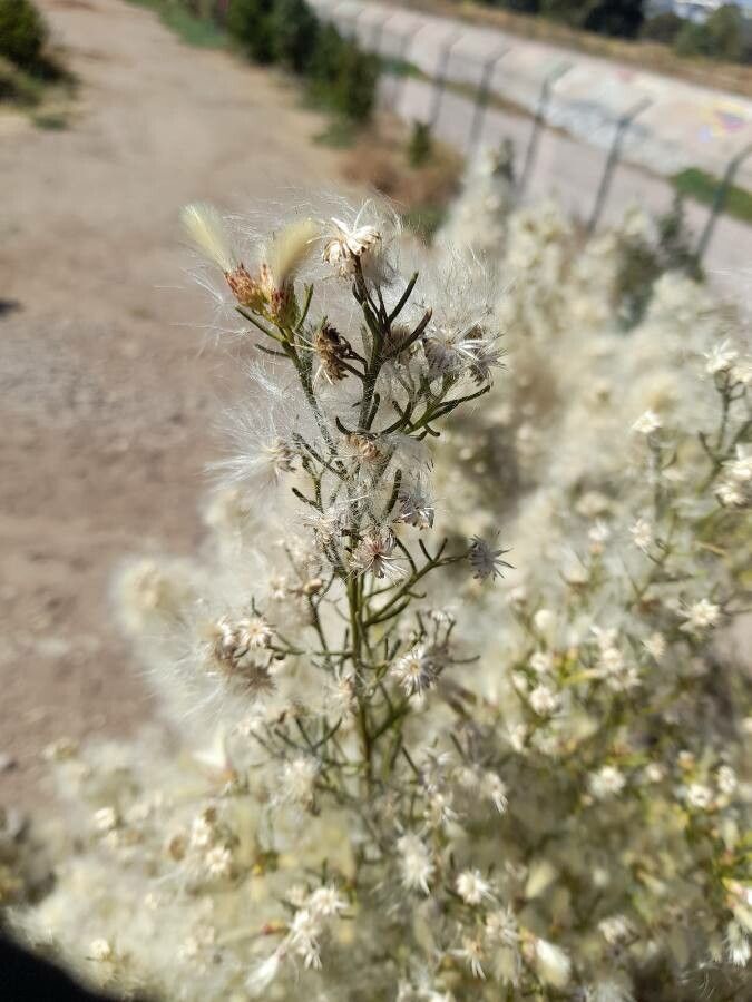 Baccharis linearis flower