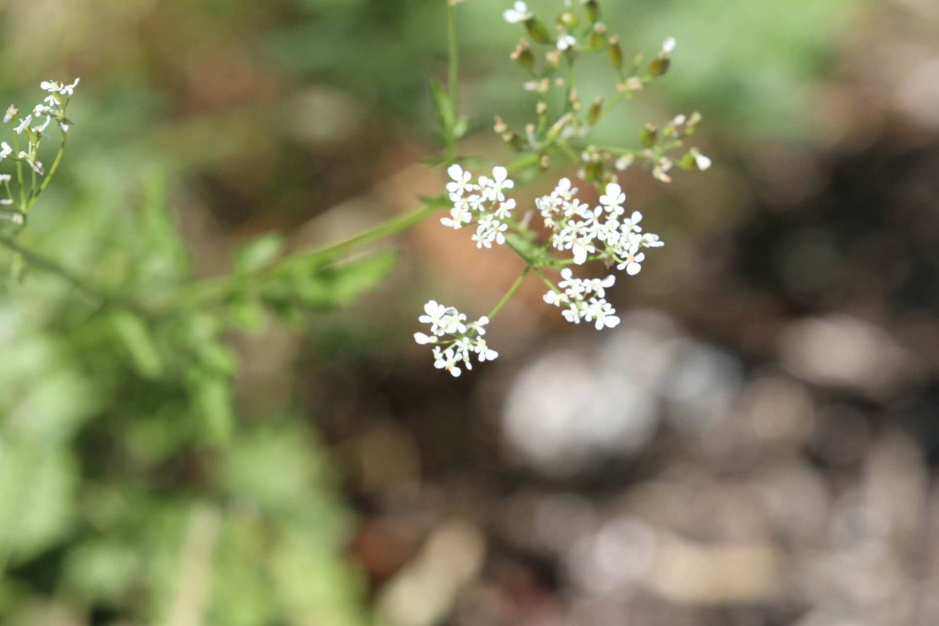 Chaerophyllum nodosum flower