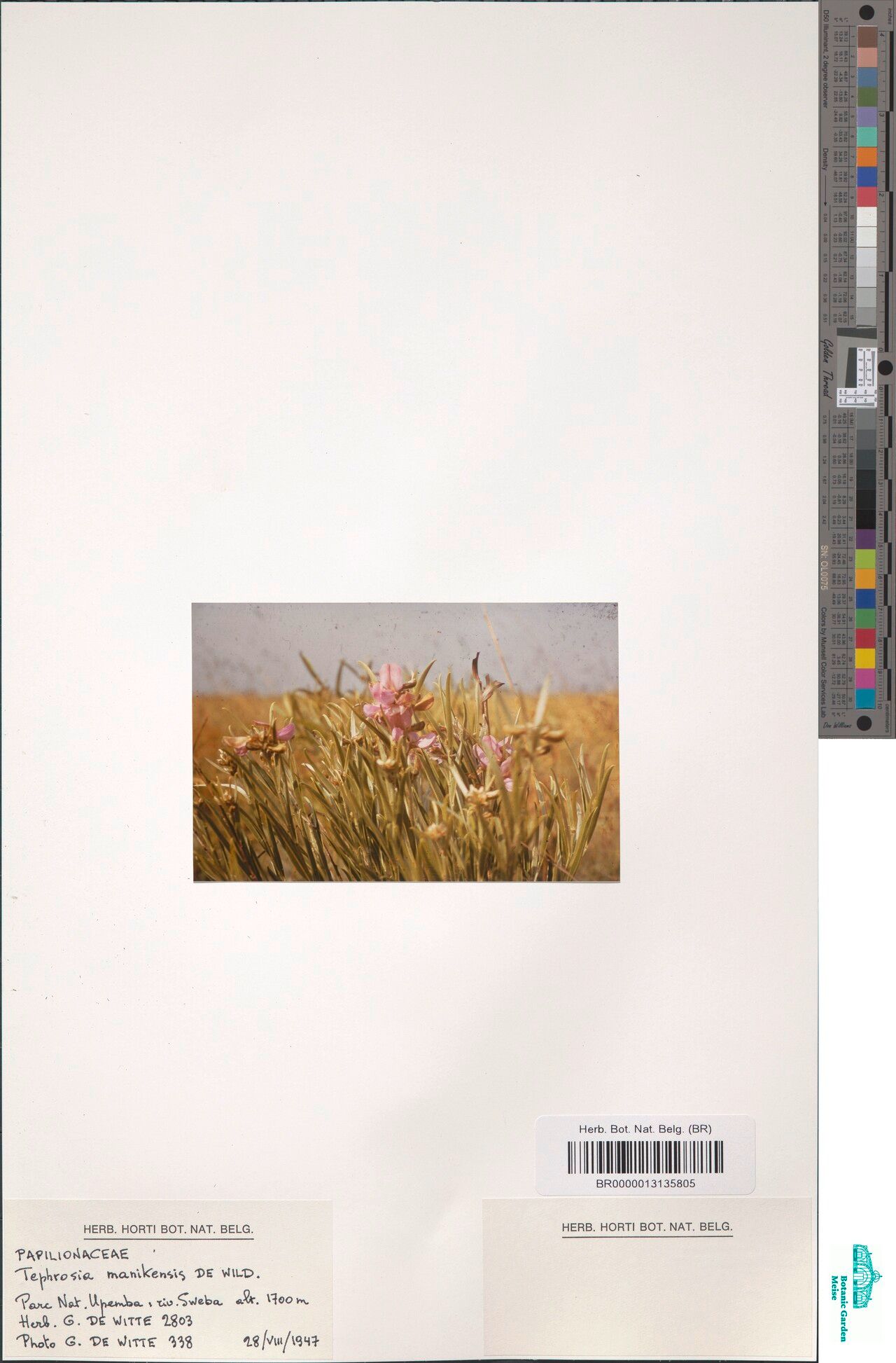 Tephrosia manikensis — search result for 'Tephrosia'