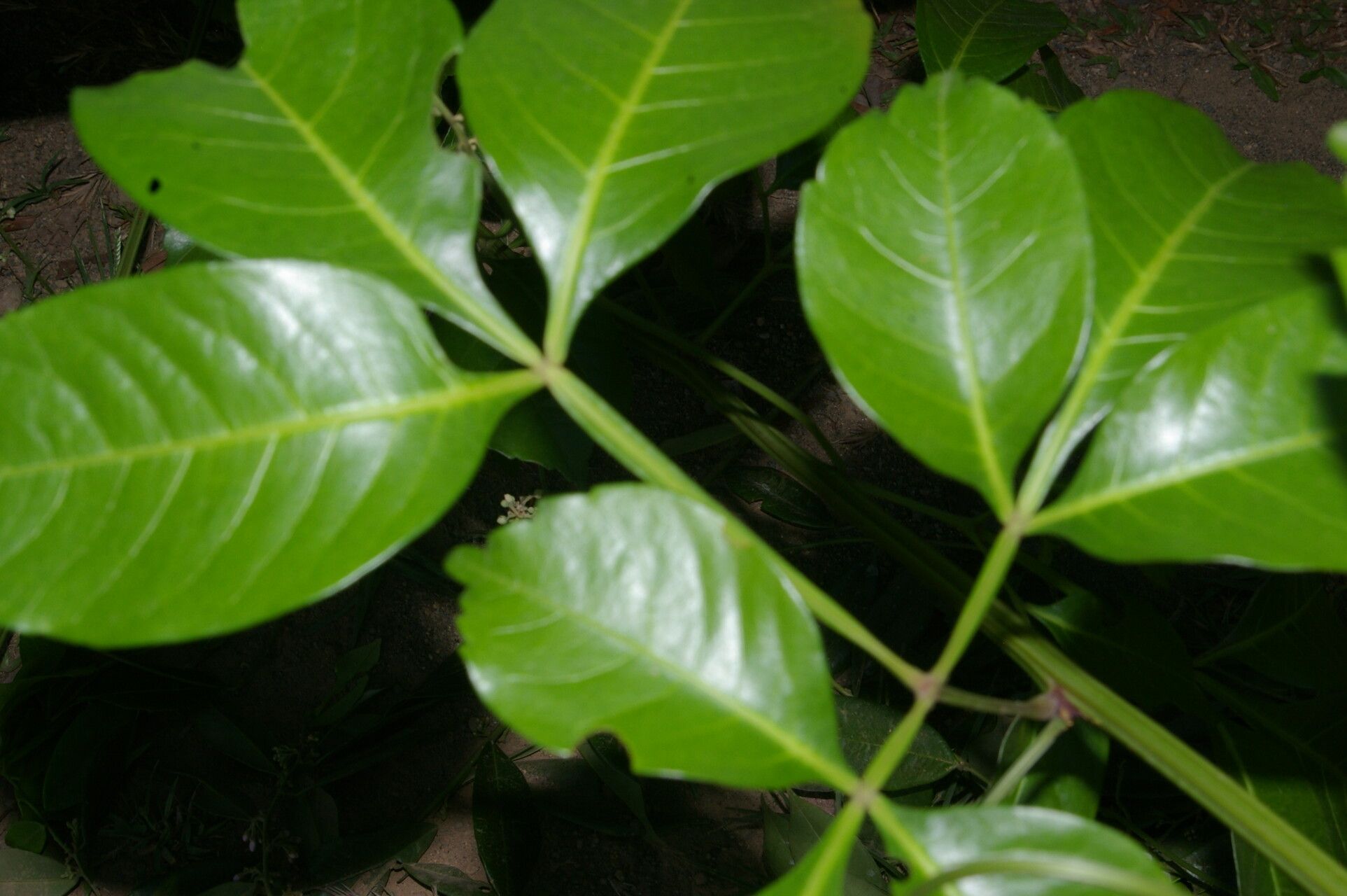 Serjania pyramidata leaf