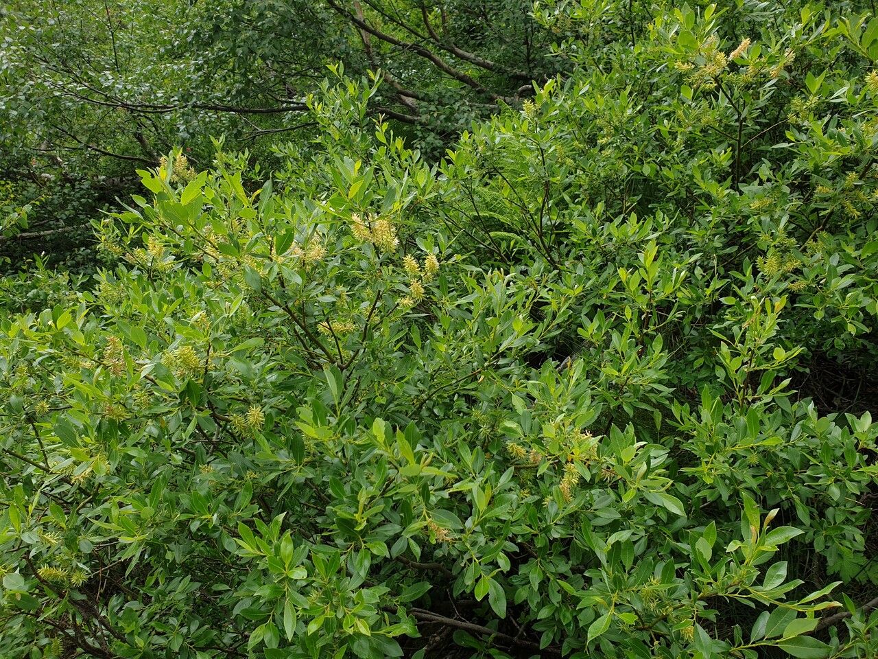 Salix phylicifolia bark
