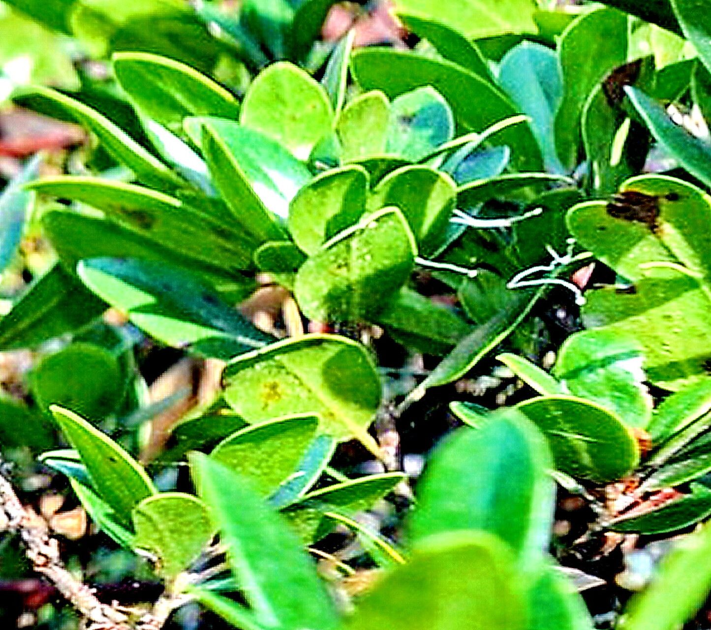 Arctostaphylos crustacea — search result for 'Arctostaphylos'