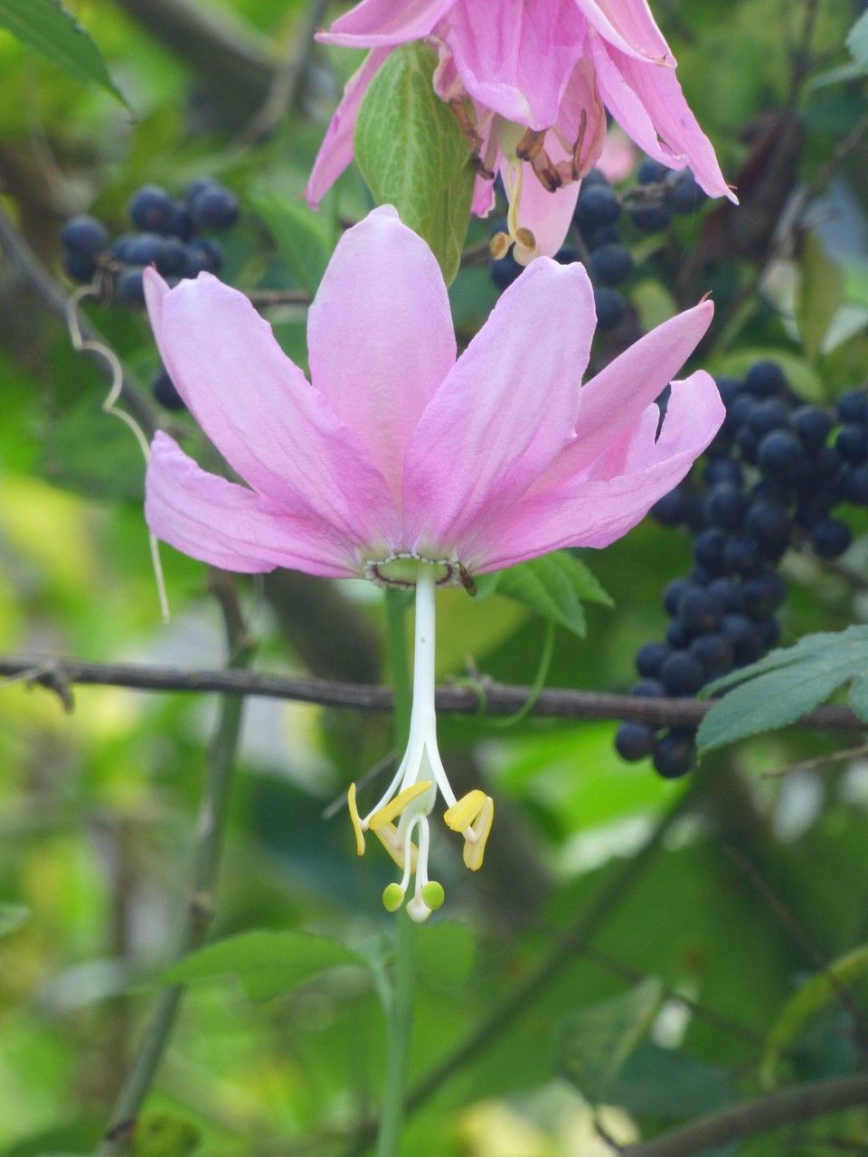 Passiflora tripartita flower