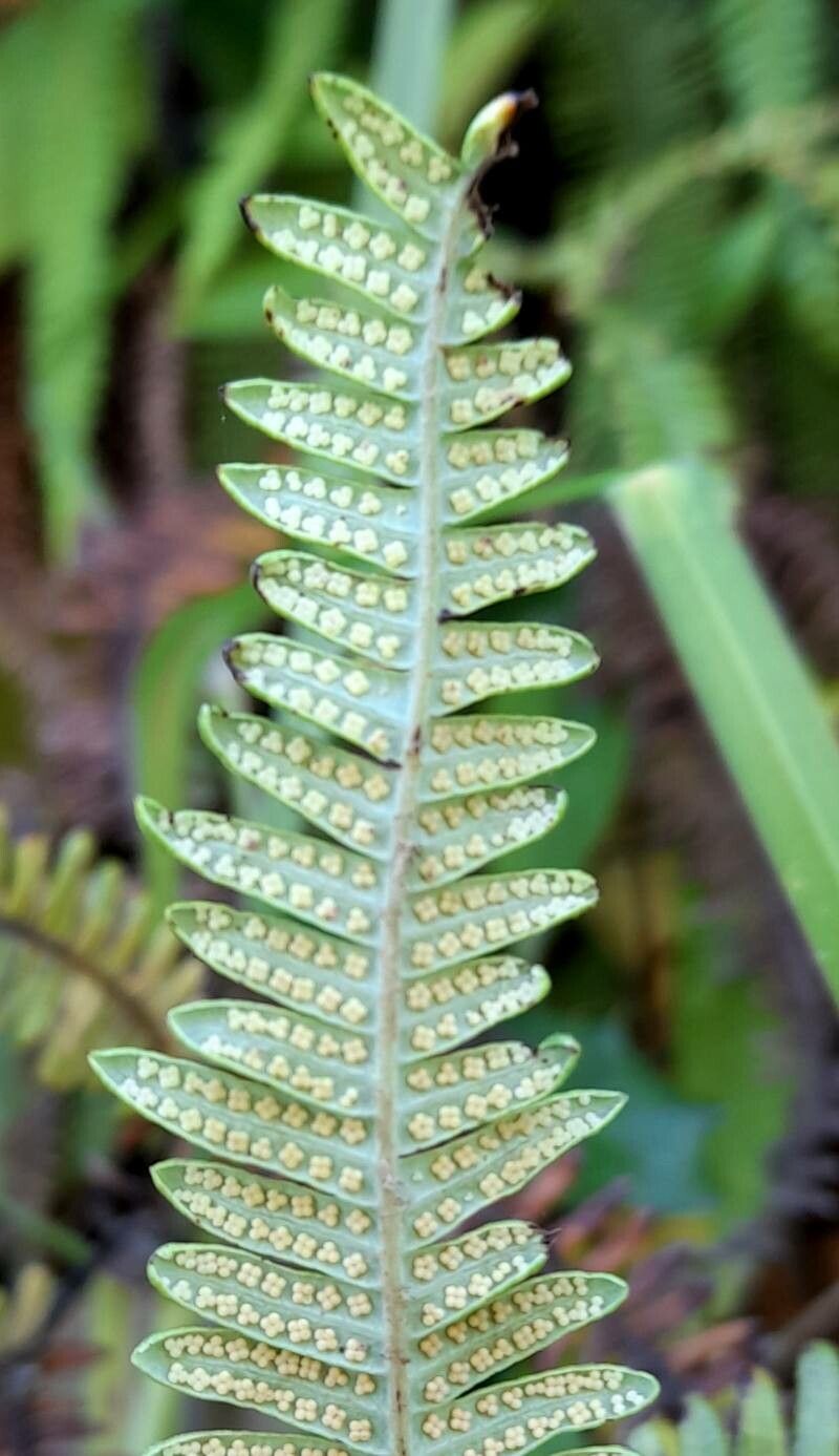 Sticherus squamulosus fruit