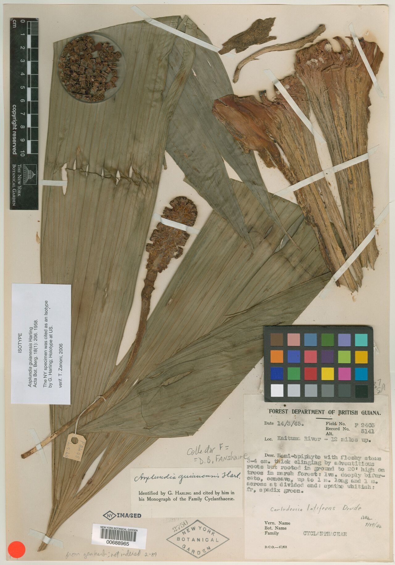 Asplundia guianensis — houseplant care guide