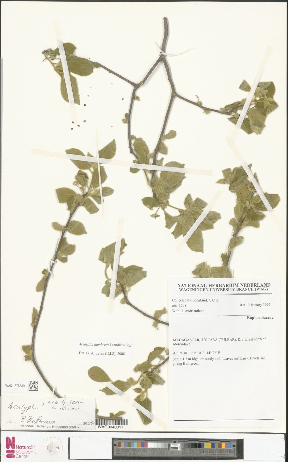 Acalypha humbertii — houseplant care guide