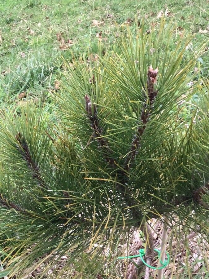 Pinus resinosa leaf