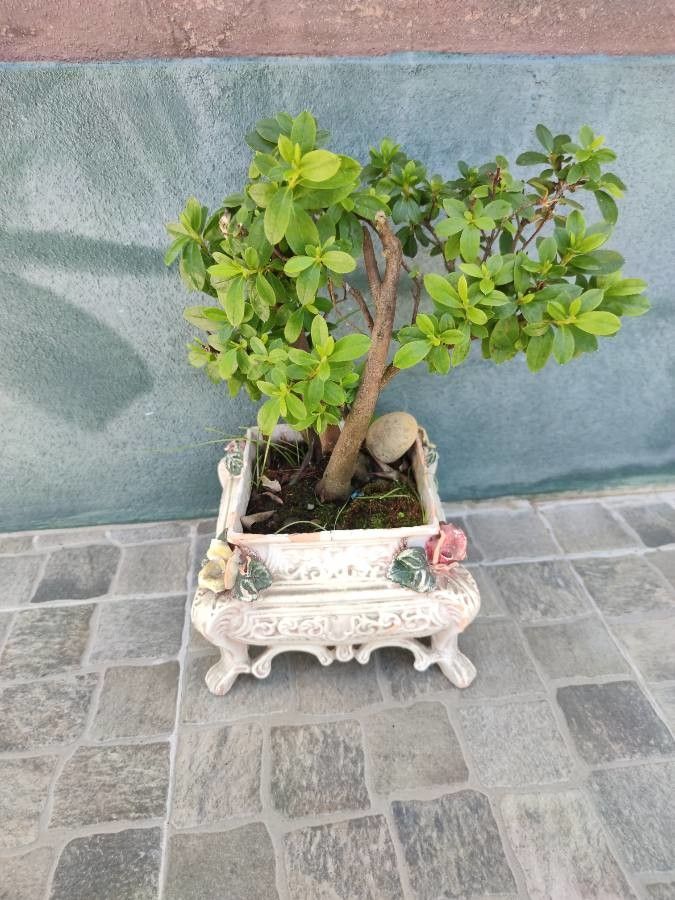 Azalea alabamensis bark