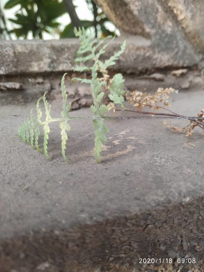 Serpocaulon dissimile leaf