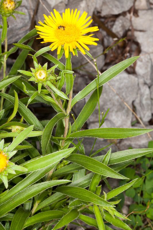 Inula ensifolia flower